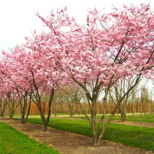 Višňa chĺpkatá (Prunus subhirtella) ´AUTUMNALIS ROSEA´ - výška: 140-170 cm, kont. C18L